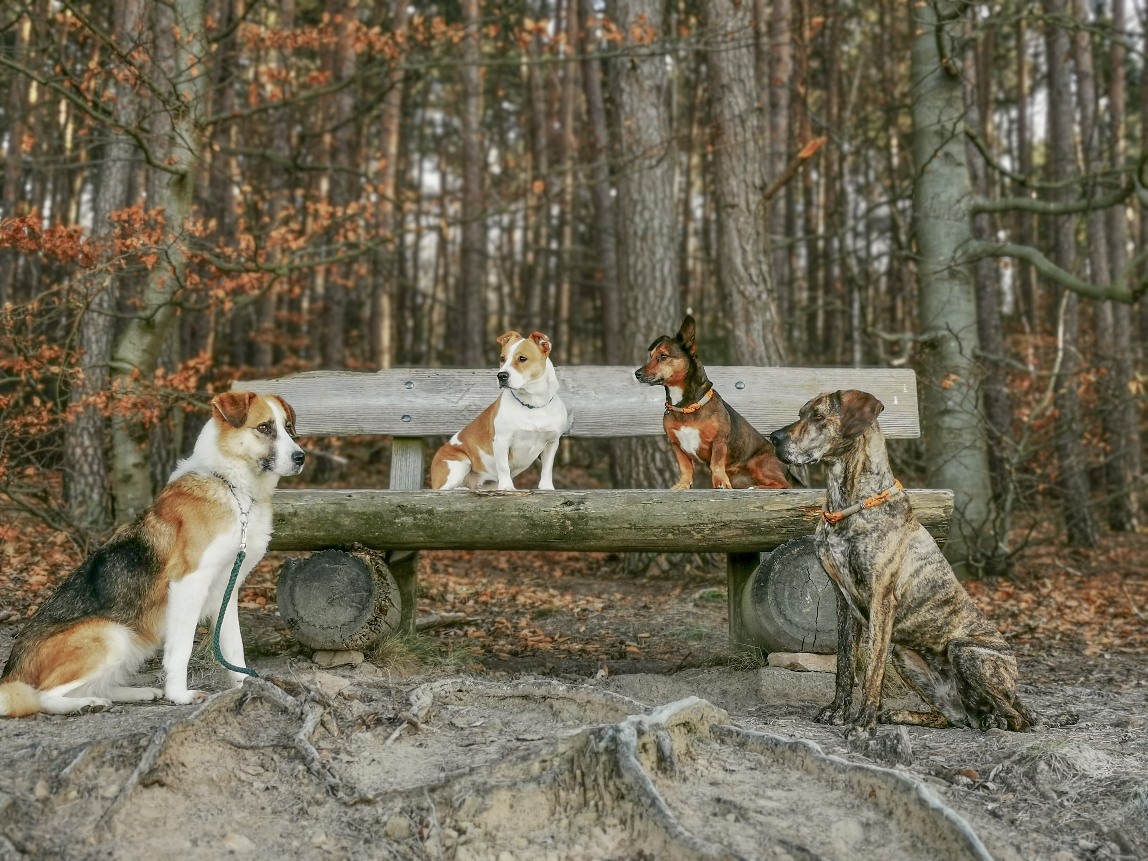 Ich mit 4 Hunden. Wir sitzen zusammen auf einer Parkbank im Wald